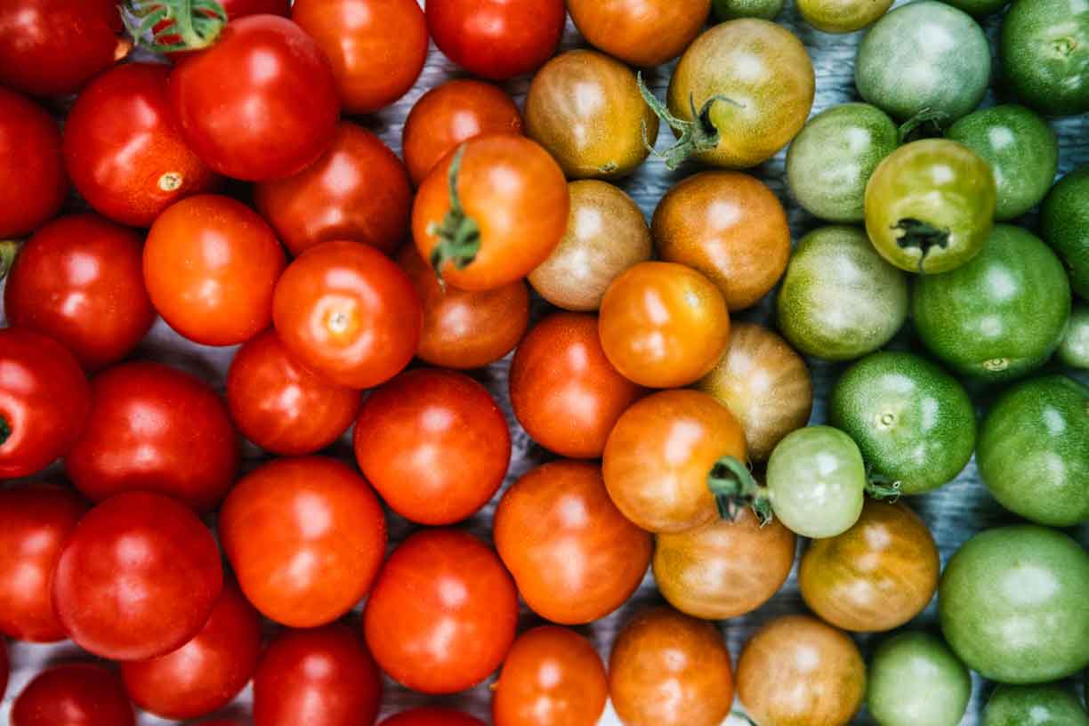 colorful tomatoes