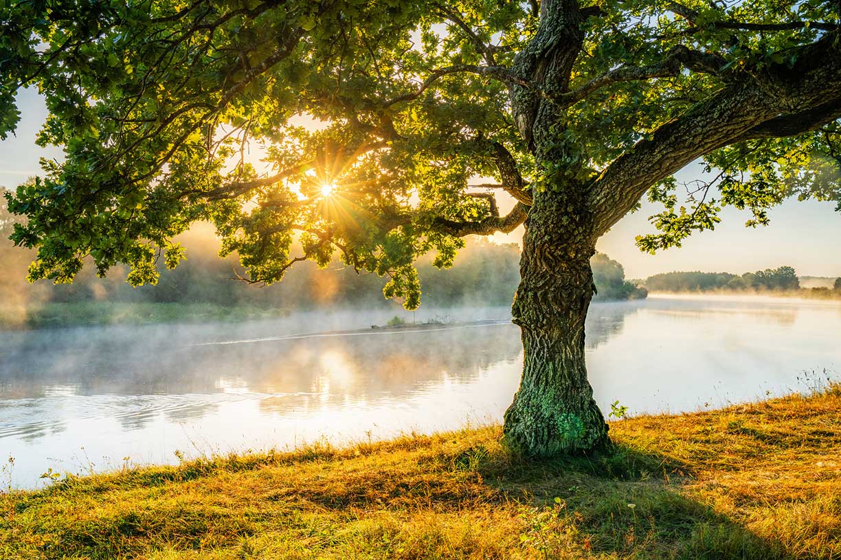 Large tree on the edge of a lake during dusk